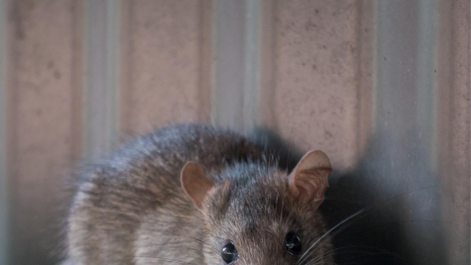 Rats Prefer to Help Those Part of Their Group, Much Like Humans