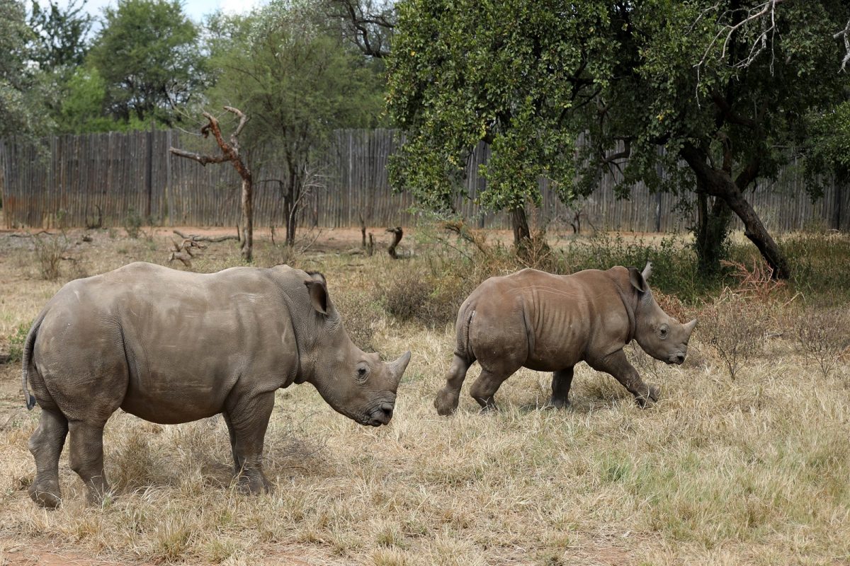 Prized For Their Horns 249 Rhinos Killed In South Africa In First Half Of This Year