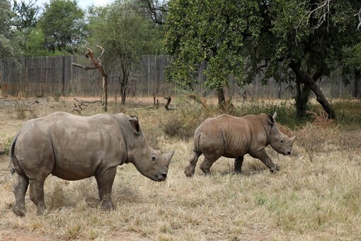 Orphaned rhinos are seen at a sanctuary for rhinos orphaned by poaching, in Mookgopong, Limpopo province, South Africa.

REUTERS/Siphiwe Sibeko 