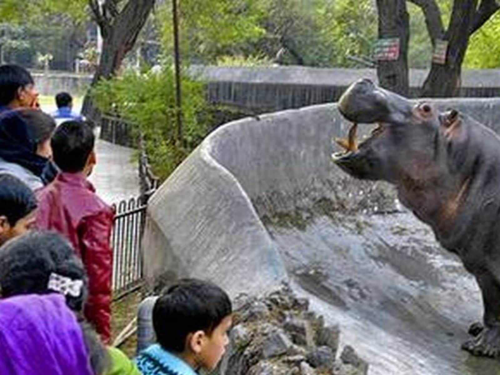 Delhi Zoo Reopens After Being Temporarily Shut During Second Covid Wave Delhi Zoo Reopens After Being Temporarily Shut During Second Covid Wave