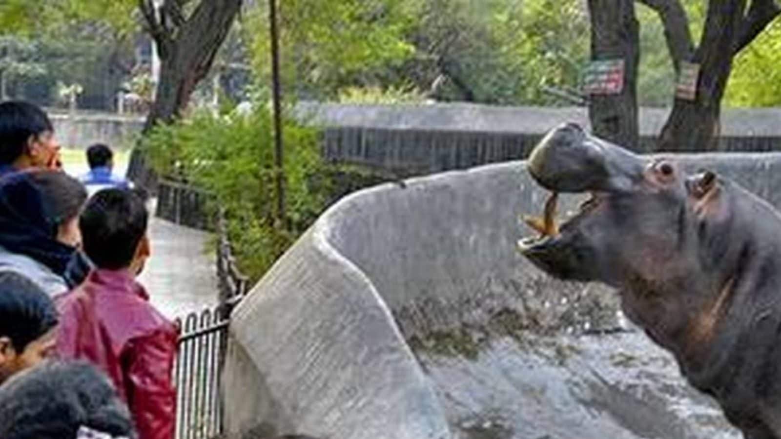 Delhi Zoo Reopens After Being Temporarily Shut During Second Covid Wave