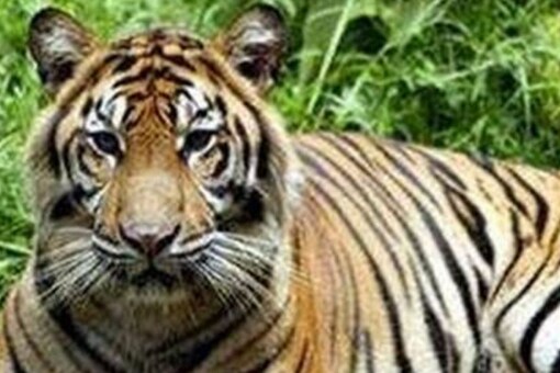 Tiger State' Madhya Pradesh Saw 43 of the Felines Die in 2021 Tiger State' Madhya Pradesh Saw 43 of the Felines Die in 2021