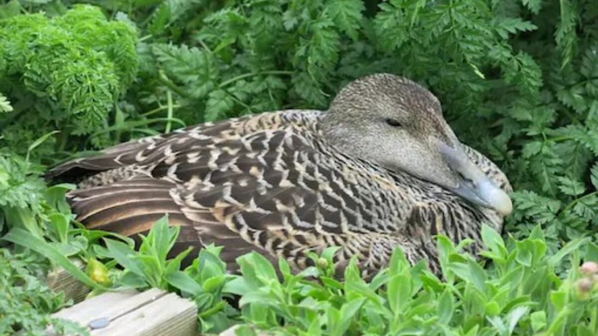 Most Expensive Natural Fiber in The World Comes From This Duck in Iceland News18