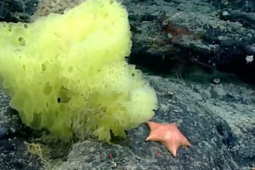 There are thousands of sponge species of varied shapes and sizes that live under the ocean, however, very few of these resemble SpongeBob's boxy shape. ((Image Credits: Twitter/@echinoblog)
