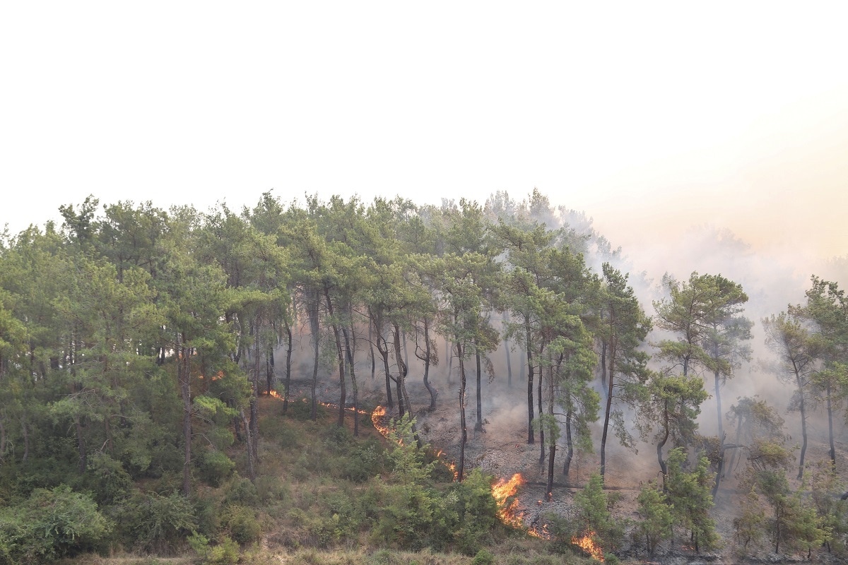 Fall Fireturkey Turkey Wildfires: Thousands Evacuated as Country Battles for Sixth Day ...