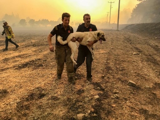 Fall Fireturkey Turkey Wildfires: Thousands Evacuated as Country Battles for Sixth Day ...