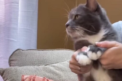 the video starts off with the Figgy dancing on an upbeat tune. (Image Credits: Instagram/@officialfiggy)