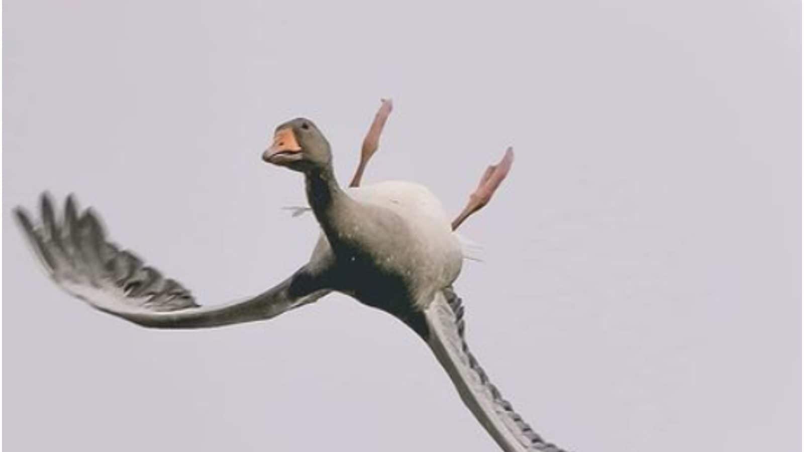 Photographer Captures Goose Flying Upside Down. Was it Showing Off?