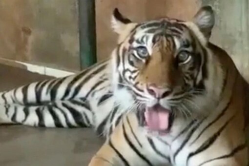 The tigers had undergone around 10 to 12 days of treatment and were gradually showing signs of recovery. (Credits: Reuters)