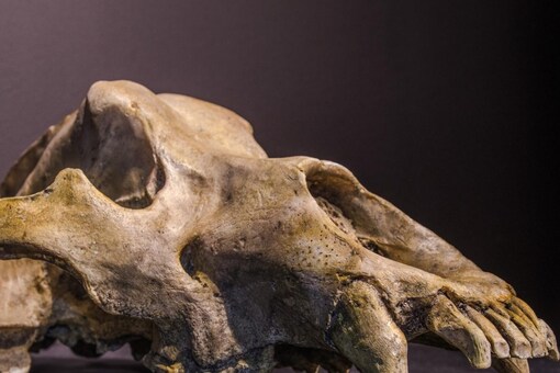 Prehistoric black cave bear skull used for representation. Image credits: Canva.