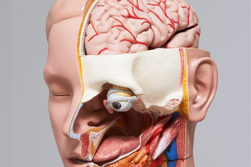 The human-based stem cell model is to understand brain development and its dysfunction. (Image for representation, Credits: Shutterstock)