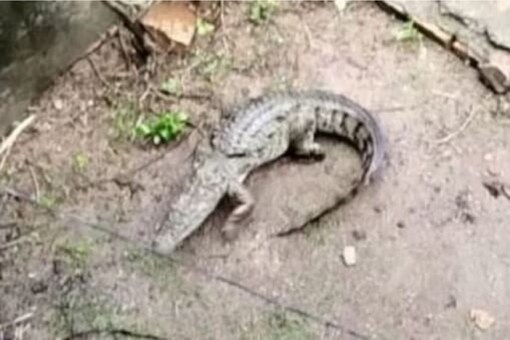 Watch: Crocodile enters house in Rajasthan's Sawai Madhopur