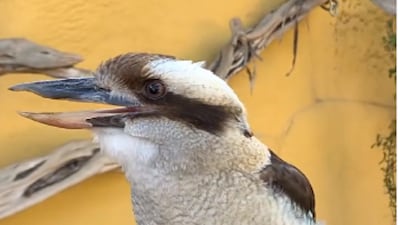 What Bird Makes a Laughing Noise: Discover the Hilarious Caller