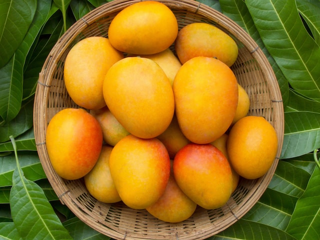 Mango is the most favoured fruit and of the many hybrid varieties of mango, the researchers found CISH-developed 'Arunika' was rich in the bio-active compounds including mangiferin and lupeol content.