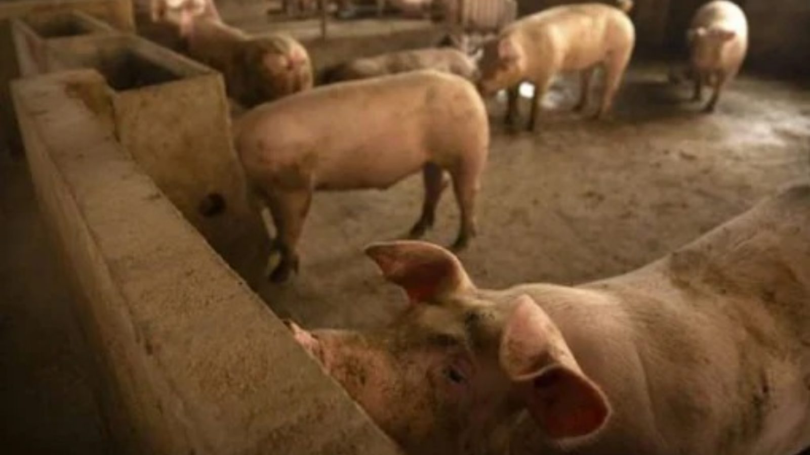 In China, a 13-Storey Building For Pigs To Provide Biosecurity
