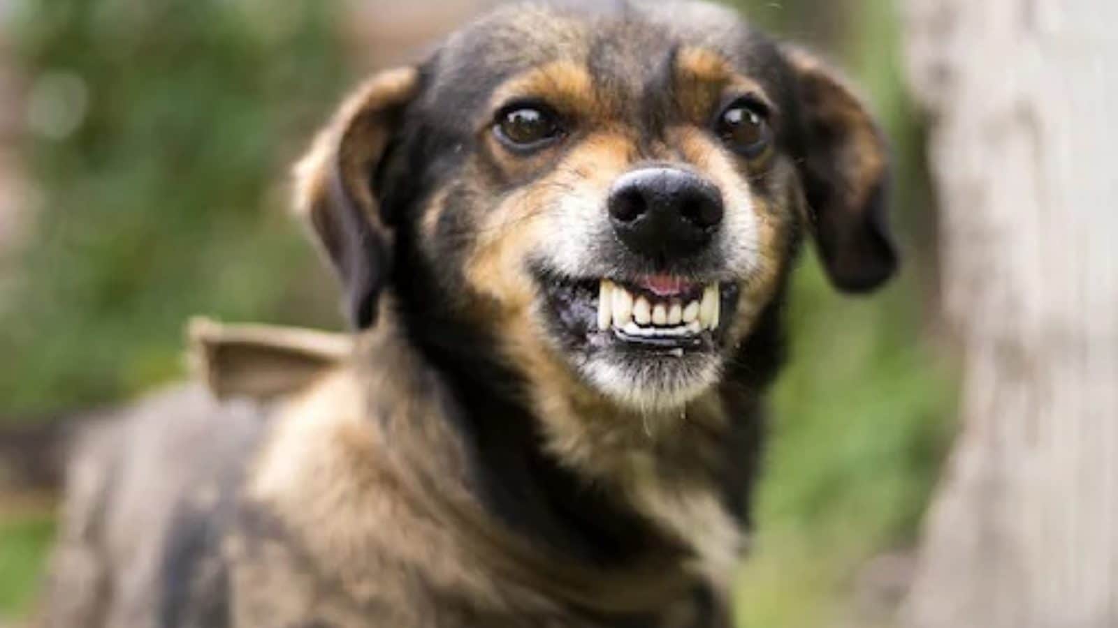 12-Year-Old Boy Mauled to Death By Stray Dogs in Saharanpur | India ...