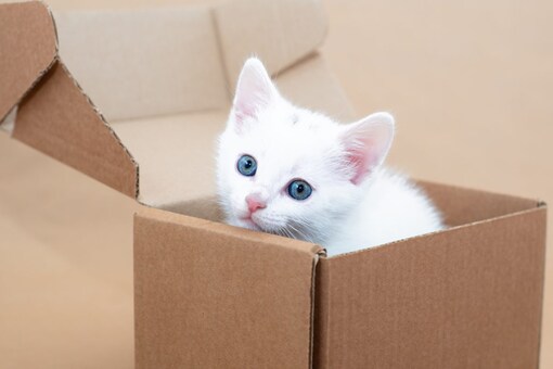 It’s the nature of cats that they are not friends with everybody, and the same trait can be seen in their owners too. (Representational Image: Shutterstock)
