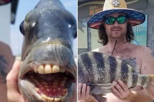 The fish, which is called sheepshead, gets its unusual name due to its resemblance to a sheep.