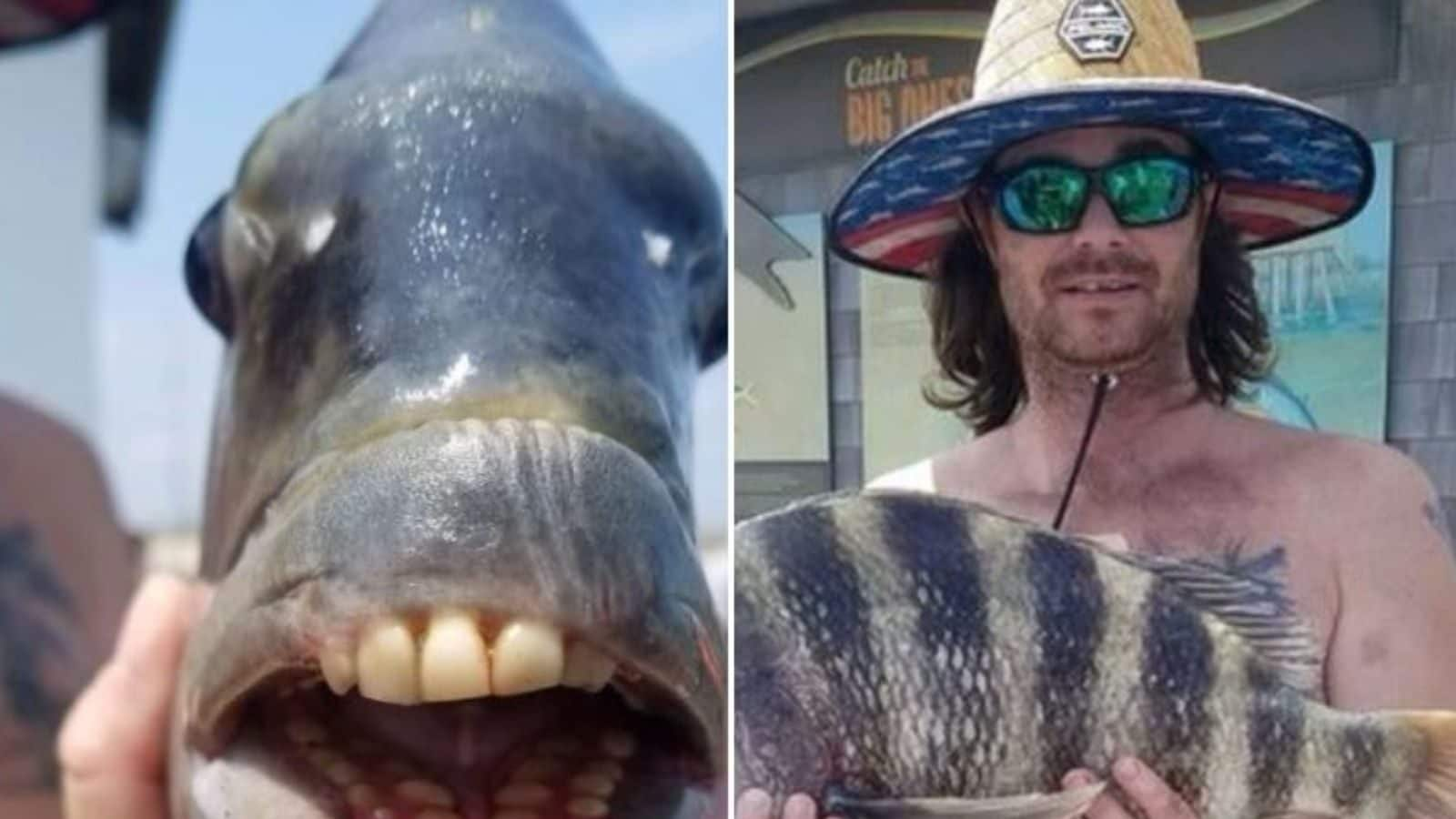 Fish With Human Teeth, Sheep Head Is The Latest Strange