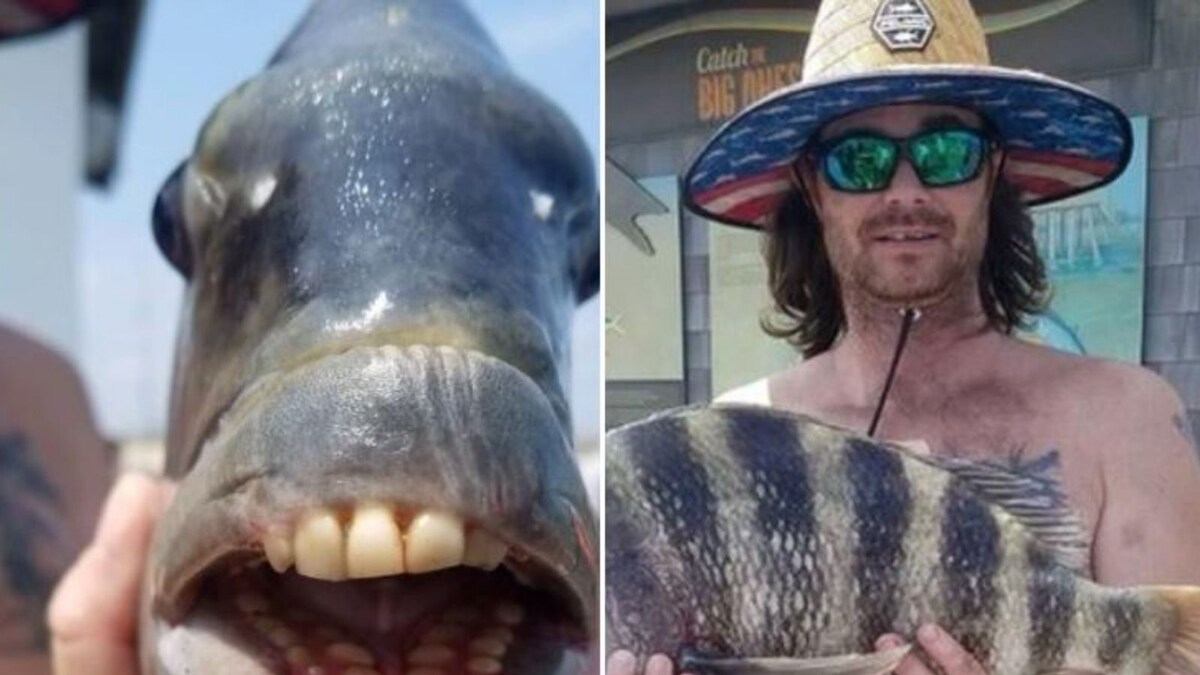 Fish With Human Teeth, Sheep Head Is The Latest Strange Find Of The  Internet - News18