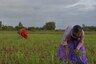 Only 26 Lakh Farmers of West Bengal's 68 Lakh to Get PM-KISAN Instalment Today, No Past Arrears Yet