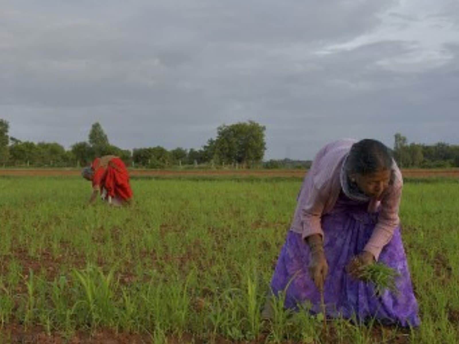 EXPLAINED: Data Architecture For Digital Agriculture. What Agristack Push  Can Mean For Farming In India