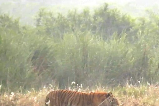 The tiger population in Assam has increased to 200 in 2021 from 159 in 2018. (Photo Credit: Bishwajit Chetry, Kaziranga) 