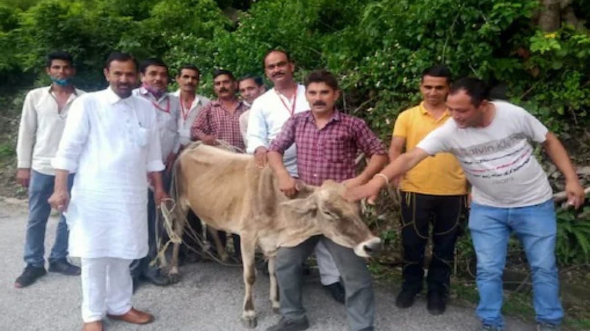 In Himachal, MLA Helps Rescue Cow Stuck in Pit Dug By PWD