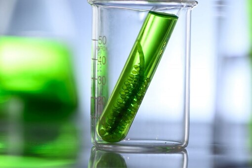 Biofuels are known to contain no sulfur and produce low carbon monoxide and toxic emissions, as compared to conventional fossil fuels. (Representative image: Shutterstock)