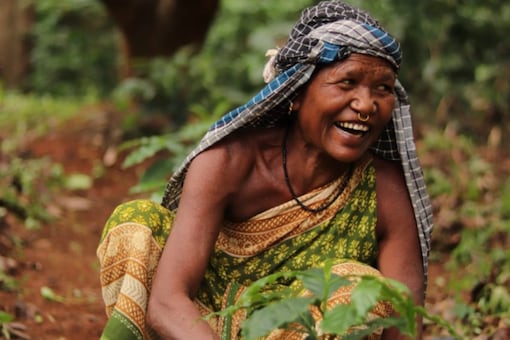 Tata Company to Buy Coffee Beans Grown by Tribals in Odisha's Koraput