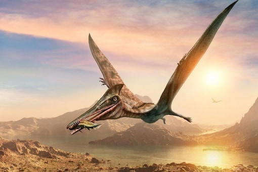 New Fossil of a Flying Reptile ‘Thapunngaka shawi’ has been Found in Australia