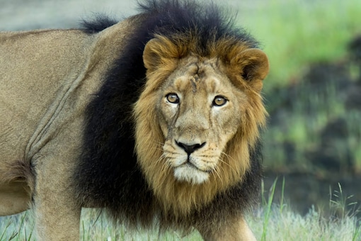 World Lion Day 2021: 5 Places to See Lions in the Wild World Lion Day 2021: 5 Places to See Lions in the Wild