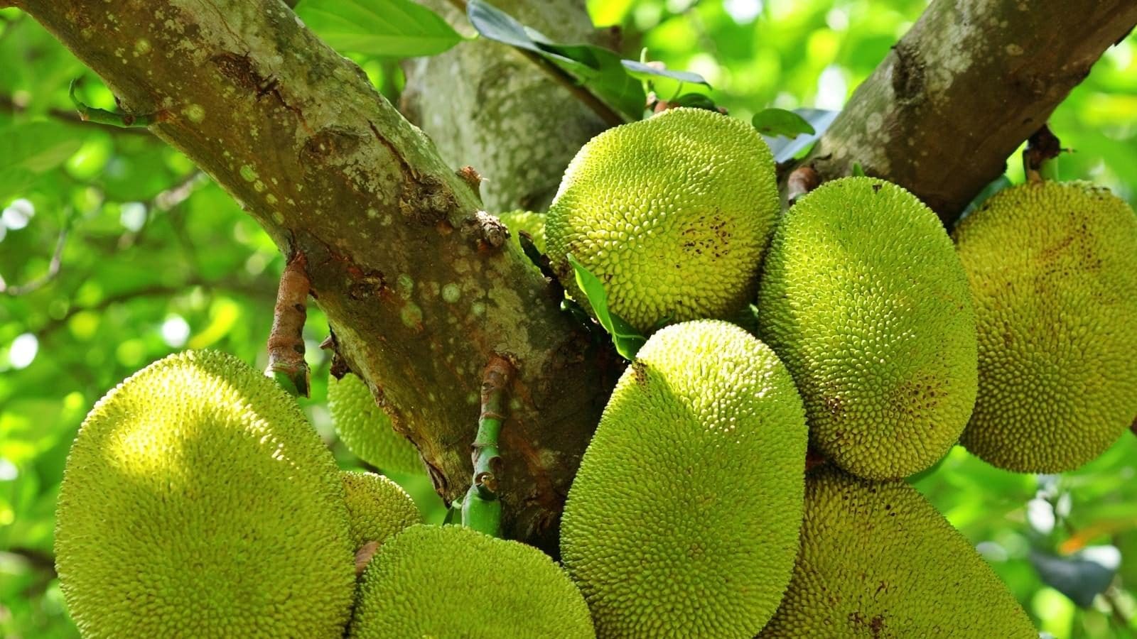 How Expensive Is Jackfruit