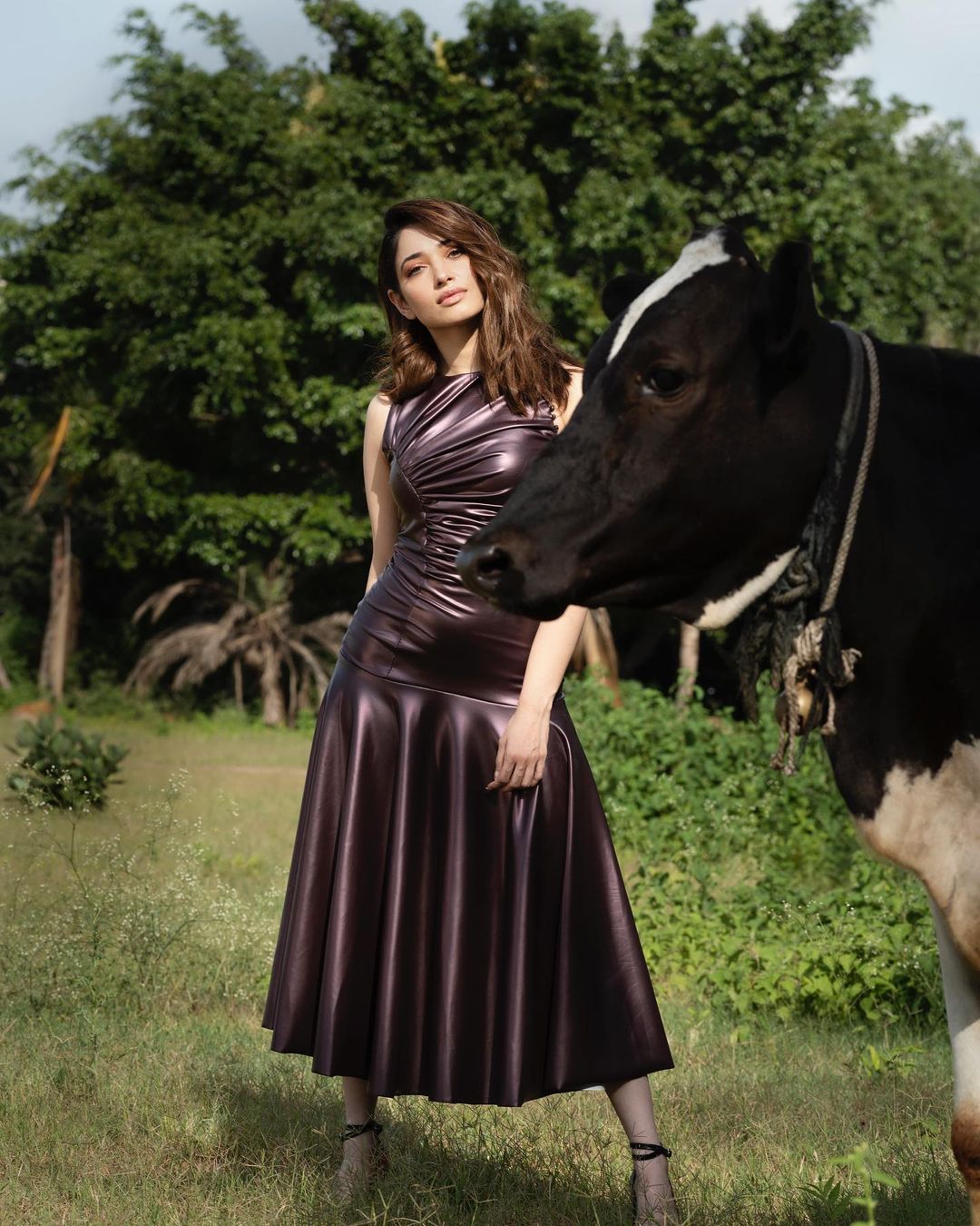 Giving Tamannaah company in the outdoor shoot is a cow. 