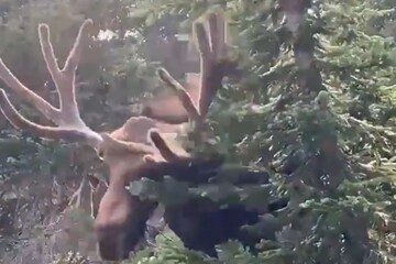 Moose Charging at a Person: Terrifying Encounter Caught on Camera