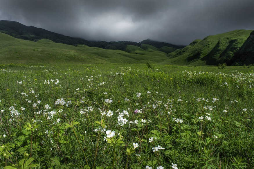 In Pics: 5 Stunning Flower Valleys in India That Must Be On Your Bucket ...