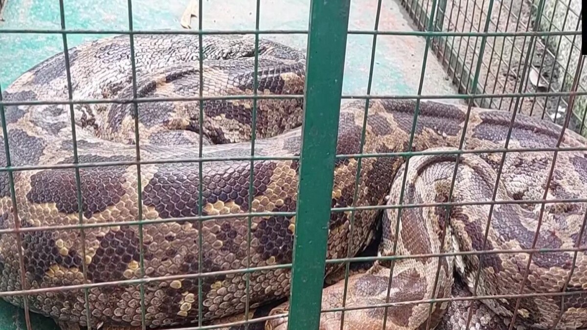 11-Foot Long Python Swallows Monkey in Gujarat, Rescued by Forest ...