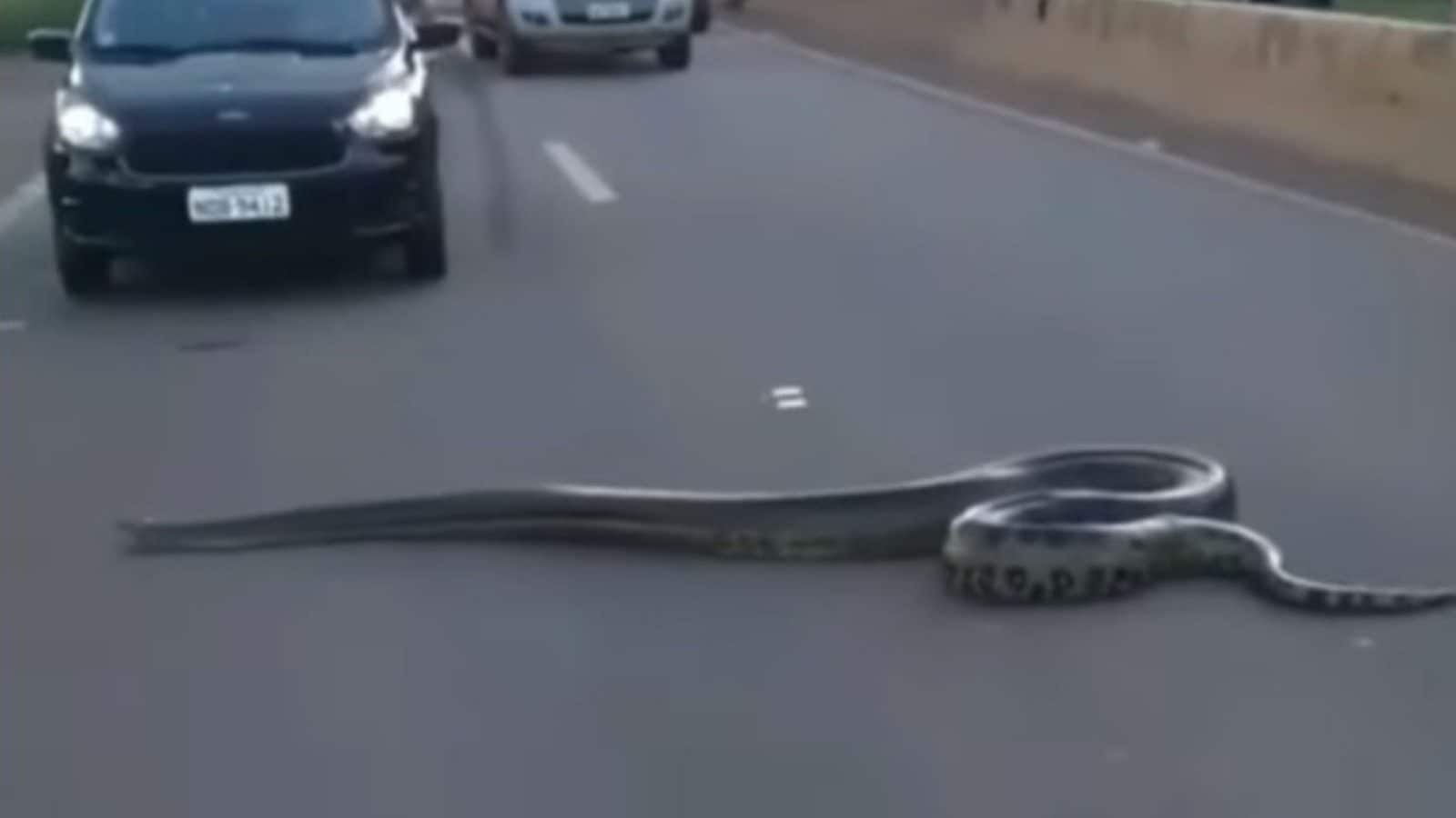 Дорога змейка. Змеи переползают дорогу через. Раздавленная змея на дороге.
