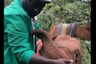 WATCH: Orphaned Baby Elephant Finds Solace in Keeper at Kenyan Wildlife Trust