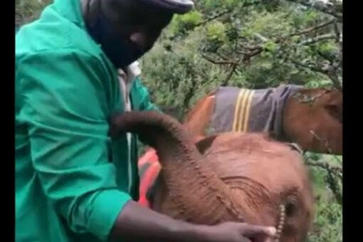 WATCH: Orphaned Baby Elephant Finds Solace in Keeper at Kenyan Wildlife Trust WATCH: Orphaned Baby Elephant Finds Solace in Keeper at Kenyan Wildlife Trust
