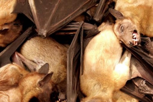 Maybe it's All in Blood': Could Bats Hold the Key to Healthy Ageing? Maybe it's All in Blood': Could Bats Hold the Key to Healthy Ageing?