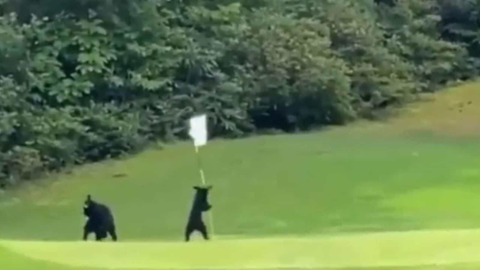 Viral Video of Bear Cubs Playing on Golf Course is Melting Our