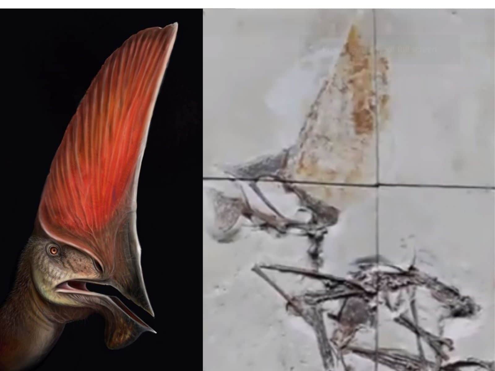 Species New to Science: [Paleontology • 2019] Keresdrakon vilsoni • A New  Toothless Pterosaur (Pterodactyloidea) from Southern Brazil with Insights  Into the Paleoecology of A Cretaceous Desert