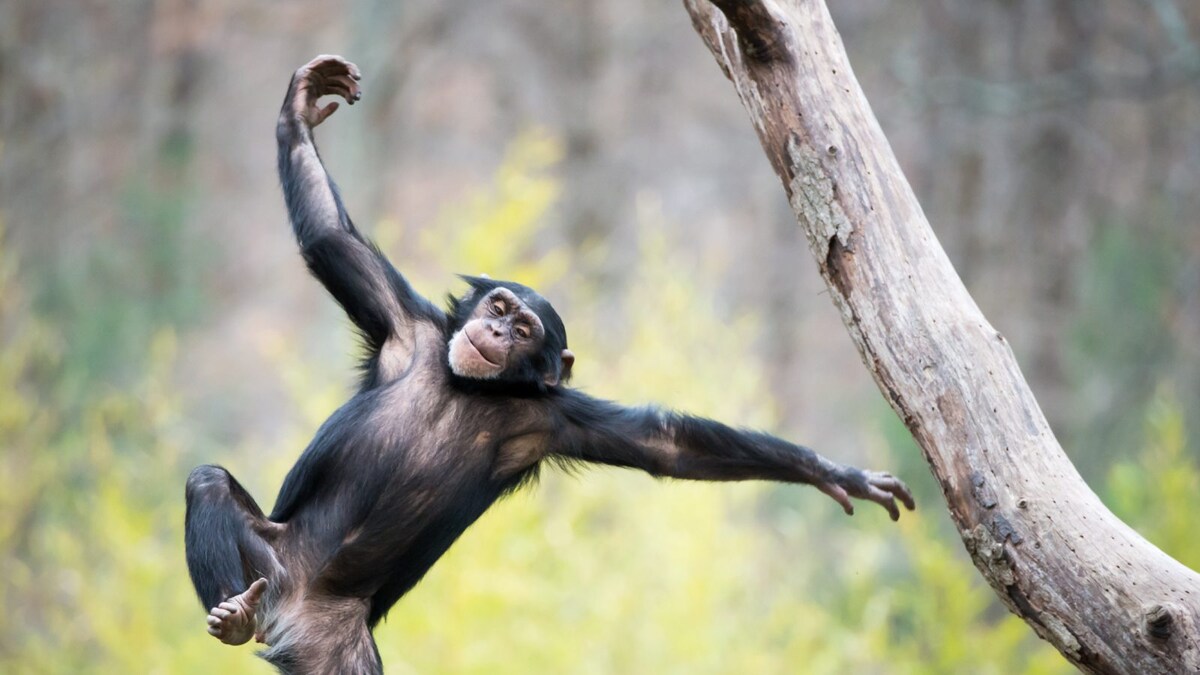 Male Chimpanzees Bond With Each Other To Have Successful Parenting Rate