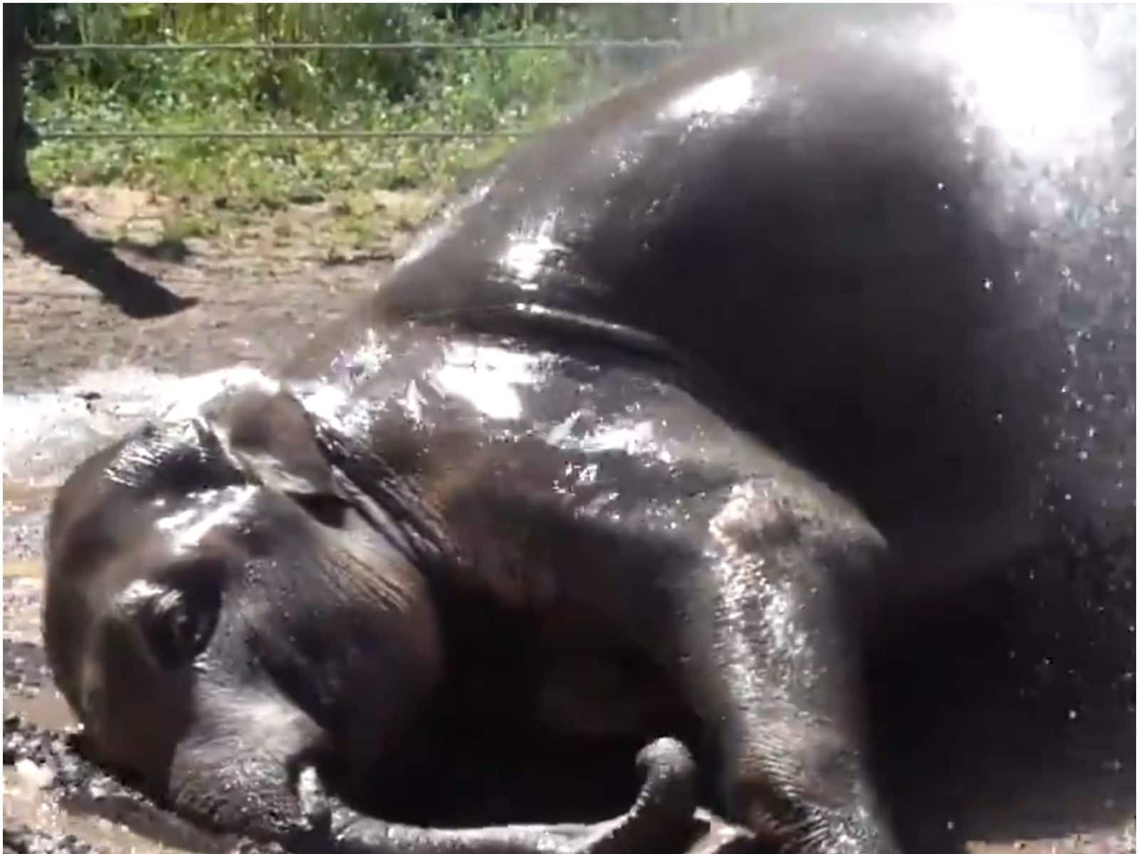WATCH: Elephant Makes a Big Splash on Birthday With a Pool Party