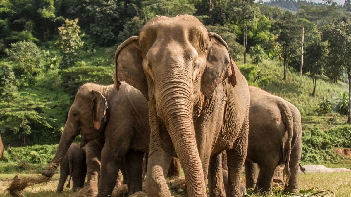 World Elephant Day 2021: Here's How You Can Save Elephants Before it’s Too Late