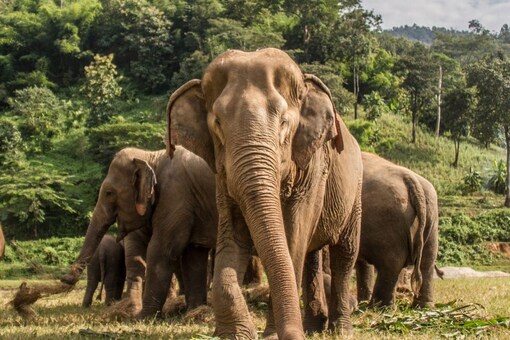 The Day highlights the need for protection and preservation of the animal.(Representational Image: Shutterstock)
