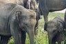 Back From Trip: China's Wandering Elephants Head Home After A 7-Month Long Trek