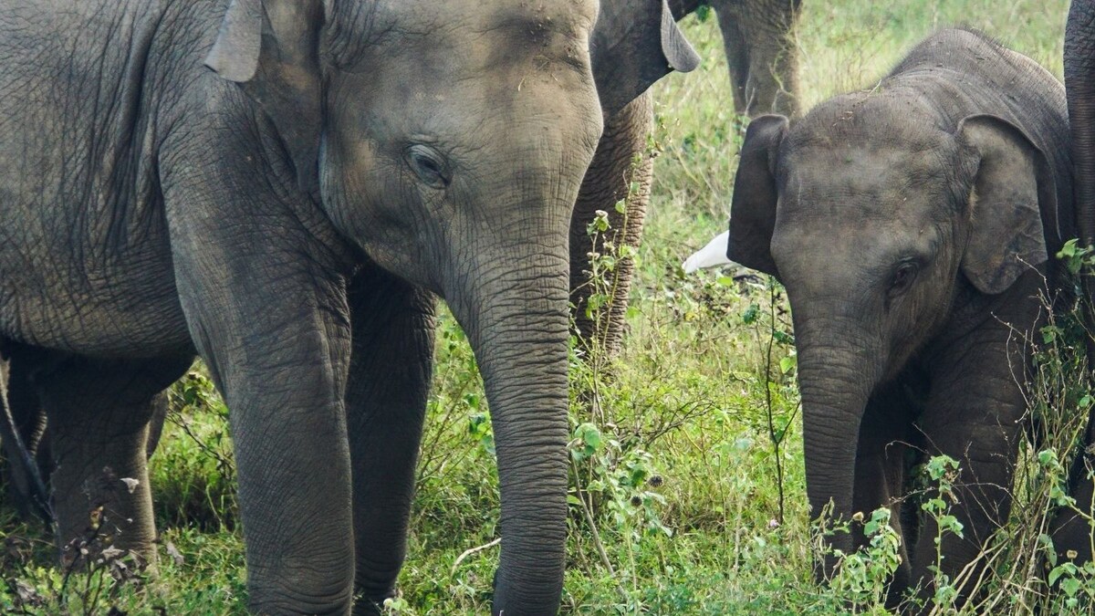 Wild Elephants on Rampage, Prohibitory Orders in North Bengal Town