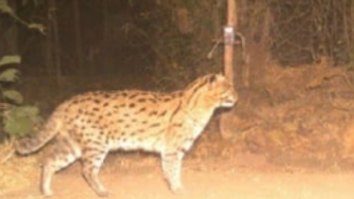 Endangered Fishing Cats Spotted in MP's Panna Tiger Reserve, Pics Go Viral